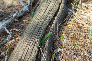 Fototapeta na wymiar A green lizard peeks out from behind a fallen old pine trunk. Lacerta viridis. The male is almost entirely green or brownish green, with black and lemon yellow flecks.