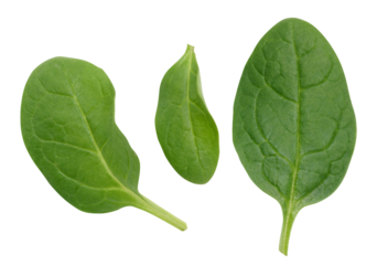 Green spinach leaves on a white isolated background, an ingredient for salad
