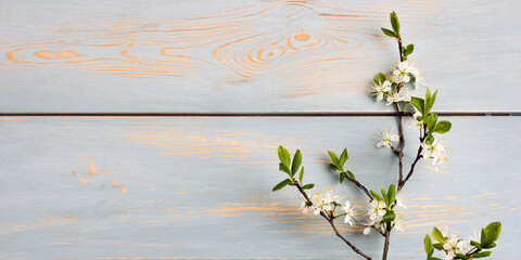 One blooming cherry branch on a blue wooden table with a place for text. Top view, flat lay, copy space
