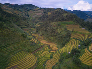 Aerial top view of fresh paddy rice terraces, green agricultural fields in countryside or rural area of Mu Cang Chai, mountain hills valley in Asia, Vietnam. Nature landscape background.