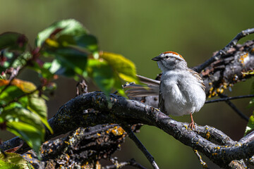 Chipping Sparrow (Spizella passerina) Searching for Food