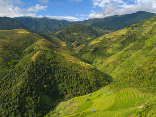 Aerial top view of fresh paddy rice terraces, green agricultural fields in countryside or rural area of Mu Cang Chai, mountain hills valley in Asia, Vietnam. Nature landscape background.