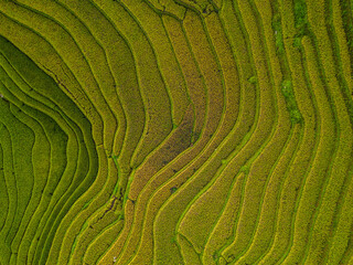 Aerial top view of fresh paddy rice terraces, green agricultural fields in countryside or rural...