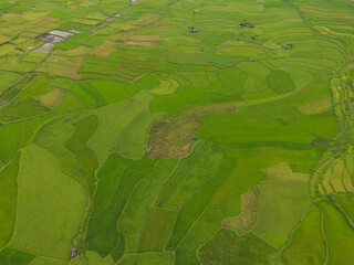 Aerial top view of fresh paddy rice terraces, green agricultural fields in countryside or rural area of Mu Cang Chai, mountain hills valley in Asia, Vietnam. Nature landscape background.