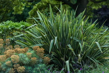 plants in the garden