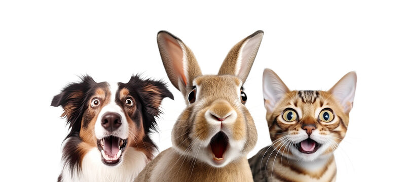 Portrait of Three Surprised Animals (dog, rabbit and cat). AI generative. Isolated on White and PNG Transparent Background.