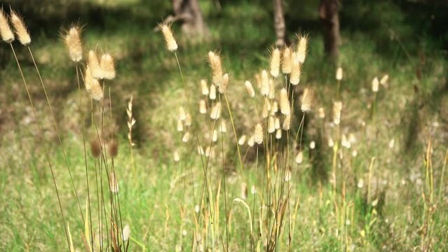 Wild plants blowing on wind.  Nature background. Lagurus ovatus.