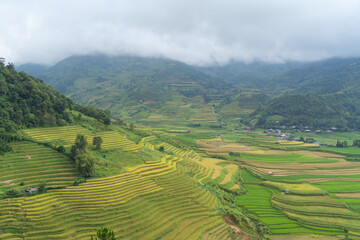 Aerial top view of fresh paddy rice terraces, green agricultural fields in countryside or rural area of Mu Cang Chai, mountain hills valley in Asia, Vietnam. Nature landscape background.