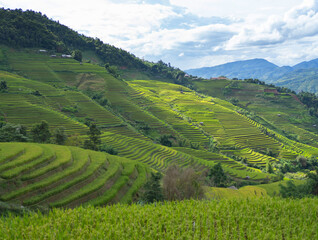 Aerial top view of fresh paddy rice terraces, green agricultural fields in countryside or rural area of Mu Cang Chai, mountain hills valley in Asia, Vietnam. Nature landscape background.