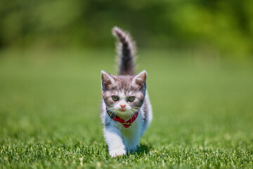 Naklejka premium 芝生を歩く子猫