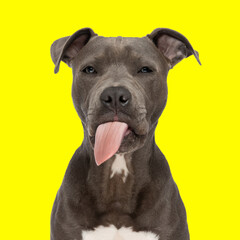cute amstaff puppy sticking out tongue and panting on yellow background