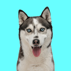 portrait of beautiful husky sticking out tongue and panting