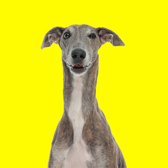 funny english hound looking forward and making faces on yellow background