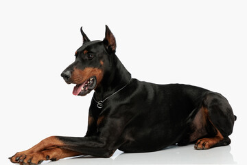 beautiful dobermann puppy sticking out tongue and panting