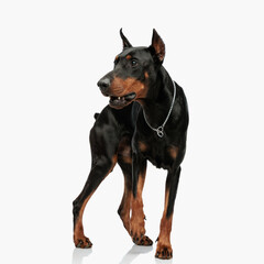 curious dobermann dog with collar looking to side and being on guard