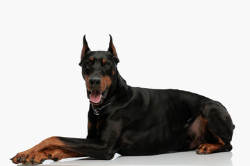 side view of cute dobermann dog laying down and panting