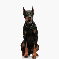 angry dobermann puppy with collar looking forward and barking