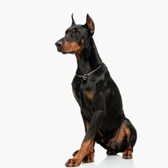 beautiful dobermann doggy with silver collar looking away and sitting