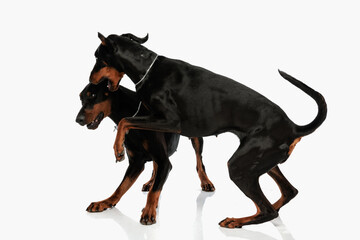 happy dobermann dog biting his brother ears and having fun