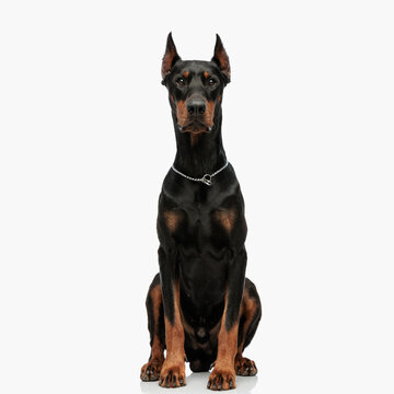 portrait of beautiful dobermann dog with collar sitting and looking forward