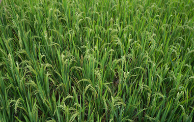 Close up of fresh paddy rice terraces with water reflection, green agricultural field in countryside or rural area in Asia. Nature landscape background. Irrigation