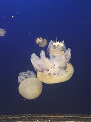 Obraz na płótnie Canvas jellyfish in the water