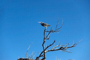 Tricolored heron perched on a dead tree branch with a blue sky in the background