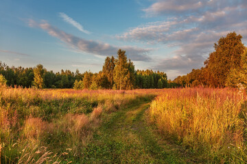 Fototapeta premium Path in a summer field in sunset light