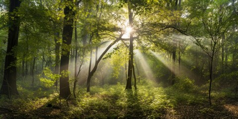 Photograph a serene forest scene with rays of sunlight filtering through the dense canopy,   Generative AI Digital Illustration Part#110623