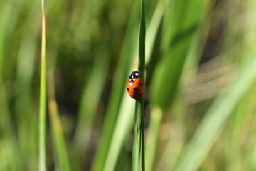 Fototapeta premium ladybug on green grass