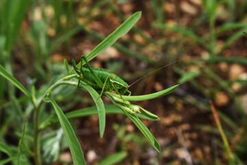 camouflaged grasshopper