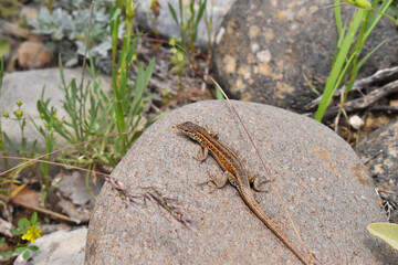 lizard on the rock