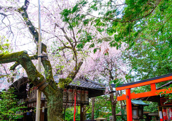 京都、水火天満宮の桜