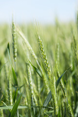 Fototapeta premium Green ears of agricultural wheat in summer with leaves