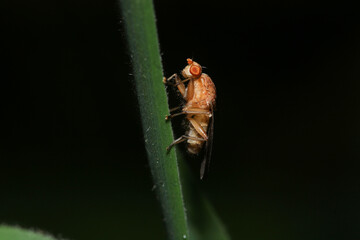 macro photo of housefly facing back