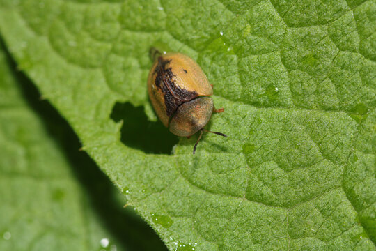 
cassida flaveola insect macro photo