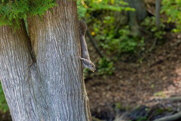 The eastern gray squirrel (Sciurus carolinensis) in the park. Eastern gray squirrel, known as the grey squirrel is native animal  to eastern North America