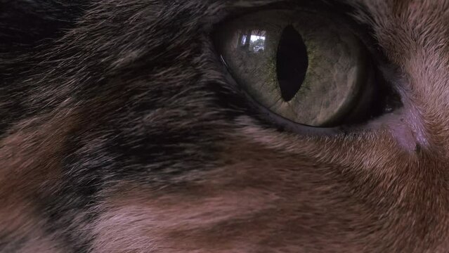 close-up part eye of brown cat, muzzle, adult domestic tortoiseshell cat looks, concept pet animal health, vision, caring, keeping four-legged pets, macro video