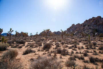 Boulder ridge and ancient Joshua Trees