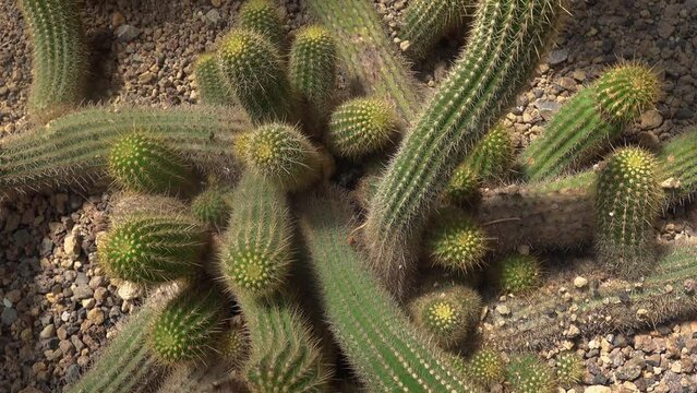 Close up view of cactus on a sunny day in spring with inception mode	