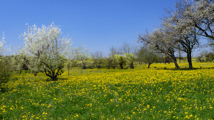 Obraz premium landscape in spring - generative ai