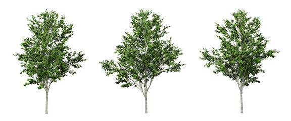 Green betula utilis trees on transparent background, 3d render illustration.