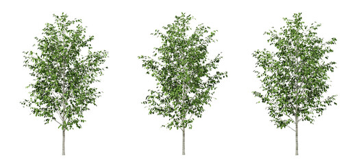 Green betula utilis trees on transparent background, 3d render illustration.