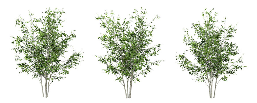 Green betula utilis trees on transparent background, 3d render illustration.