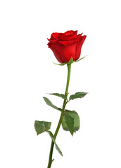 Obraz premium Beautiful fresh red rose isolated on white