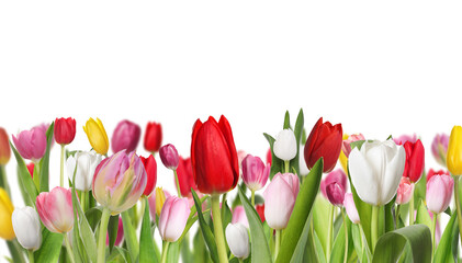 Many different beautiful tulips on white background