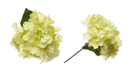 Yellow Hepatica nobilis Flower is gradient. Yellow Hepatica nobilis make for love floral to decorate table house. Artificial fake yellow Hepatica nobilis fly in air. White background isolated