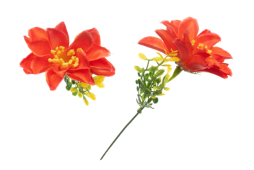 Red hibiscus Flower is gradient. Red hibiscus make for love floral to decorate table house. Artificial fake Red hibiscus flower fly in air. White background isolated
