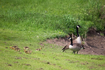 country goose family