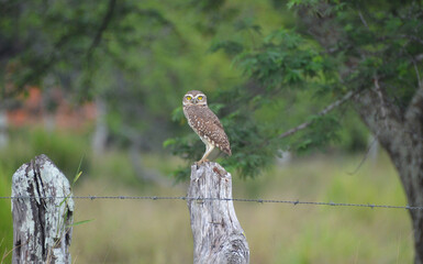 Owl on the stump of the fence at the farm watching the perimeter of the nest.  Athene cunicularia or Speotyto cunicularia
